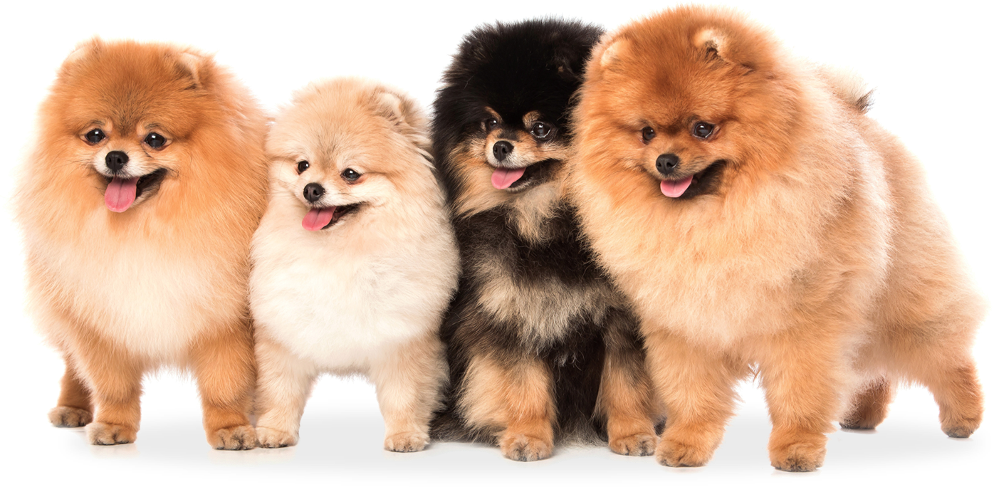 LuXpomm | All you need is love a Pomeranian